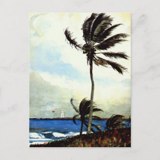 'Palm Tree-Nassau' Postcard