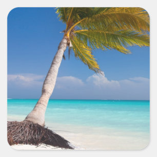 Palm tree on the beautiful white sand beach square sticker