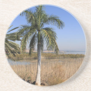 Palm Tree on the Sea of Galilee in Israel, Coaster