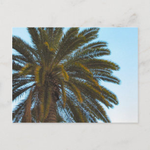 palm tree postcard