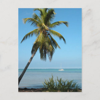 Palm Tree - Postcard