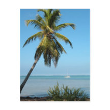 Palm Tree - Postcard