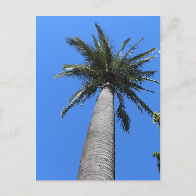 Palm Tree Postcard (Front)