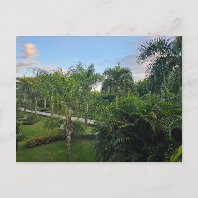 Palm tree postcard (Front)