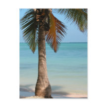 Palm Tree - Postcard