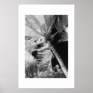 Palm Tree Poster