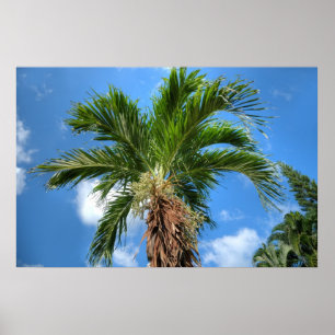 Palm tree poster
