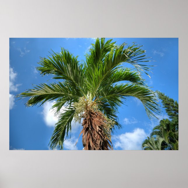 Palm tree poster (Front)
