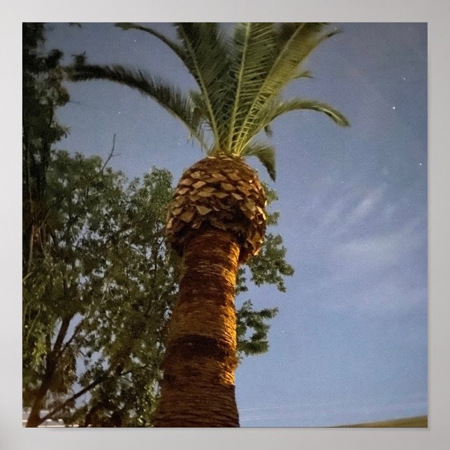 Palm Tree 🌴  Poster (Front)