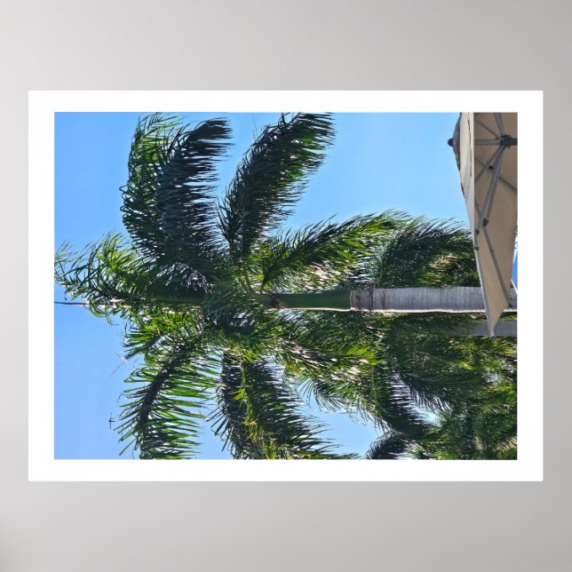 Palm tree poster (Front)