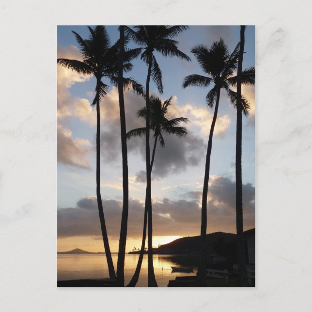 Palm Tree Silhouettes in Hawaii Postcard (Front)
