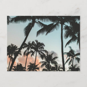 Palm Tree Silhouettes Postcard