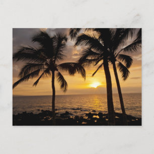 Palm tree sunset postcard