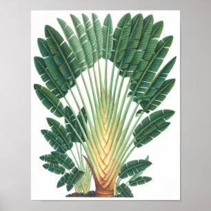 Palm Tree Tropical Plant Poster #1 Beach Decor