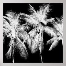 Palm tree tropical summer hawaii black and white