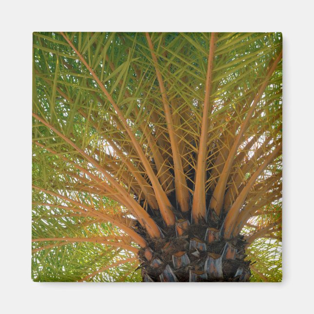 Palm Tree Underside Magnet (Front)