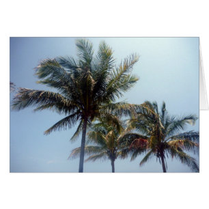 palm trees