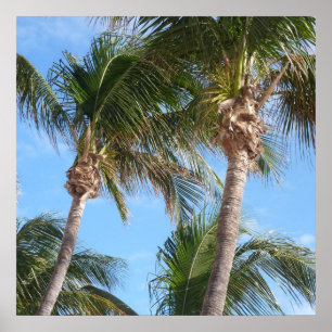 Palm Trees Against Blue Sky Poster