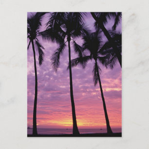 Palm Trees Against Sky Postcard