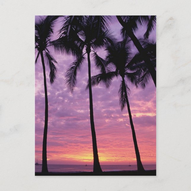 Palm Trees Against Sky Postcard (Front)