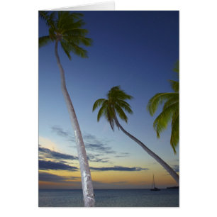 Palm trees and sunset, Plantation Island Resort
