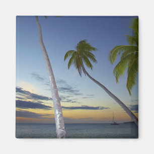Palm trees and sunset, Plantation Island Resort Magnet