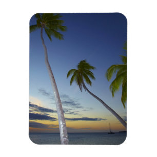 Palm trees and sunset, Plantation Island Resort Magnet