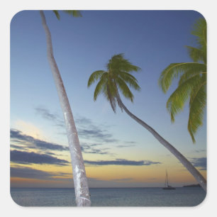 Palm trees and sunset, Plantation Island Resort Square Sticker