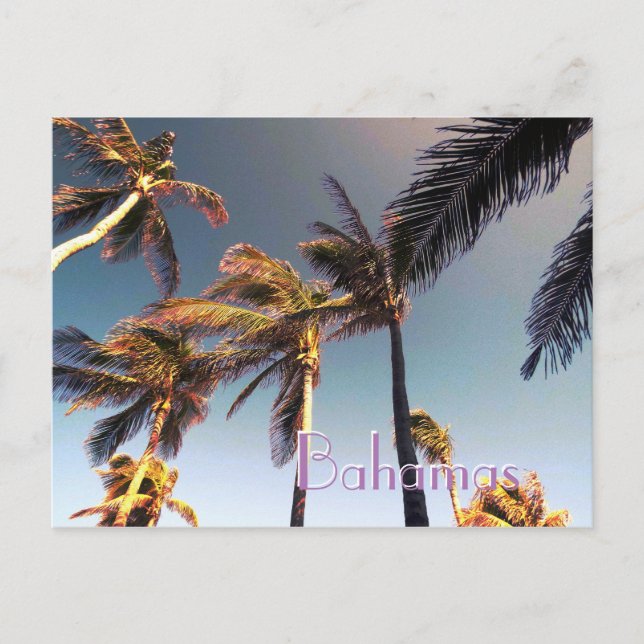 Palm Trees and Vintage Effect Postcard (Front)