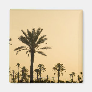 Palm trees at dusk, Morocco Magnet