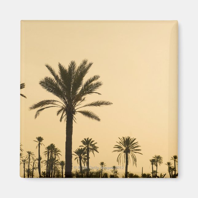 Palm trees at dusk, Morocco Magnet (Front)