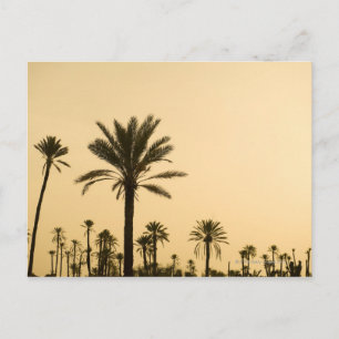 Palm trees at dusk, Morocco Postcard
