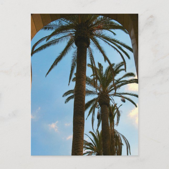 Palm Trees at Union Station Postcard (Front)