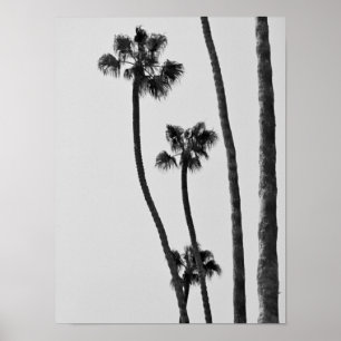 Palm Trees Black And White Photographic Art Print