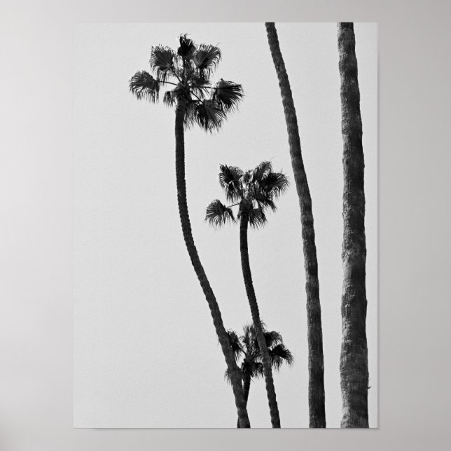 Palm Trees Black And White Photographic Art Print (Front)
