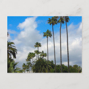 Palm Trees & Clouds Postcards