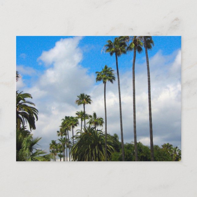Palm Trees & Clouds Postcards (Front)