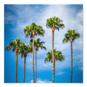 Palm Trees in San Diego, California Photo Print