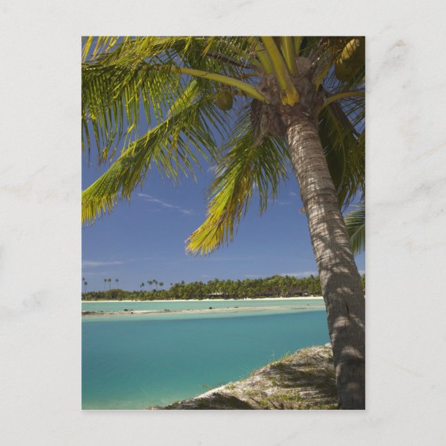 Palm trees & lagoon, Musket Cove Island Resort Postcard (Front)