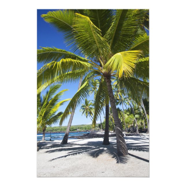 Palm trees, National Historic Park Pu'uhonua o 2 Photo Print (Front)