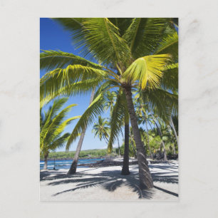 Palm trees, National Historic Park Pu'uhonua o Postcard