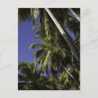 Palm trees on a Caribbean tropical island Postcard