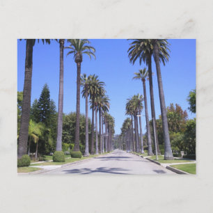 Palm trees on a street in Los Angeles Postcard