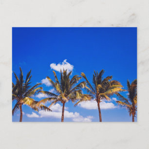 Palm Trees on Caribbean Beach, Riviera Maya Tulum Postcard