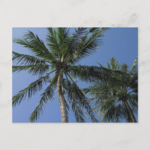 Palm Trees on Postcard
