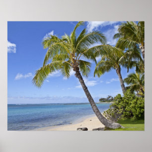 Palm trees on the beach in Hawaii. Poster