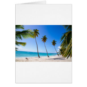 Palm trees on the beach of Isla Saona