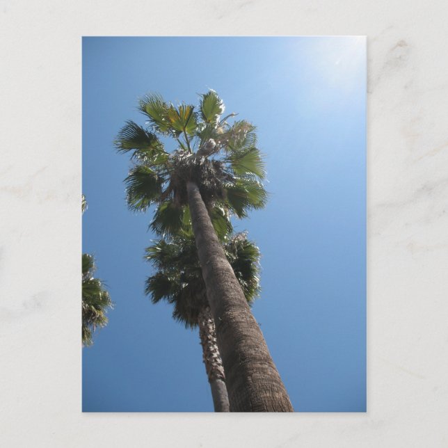 Palm Trees Post Card (Front)
