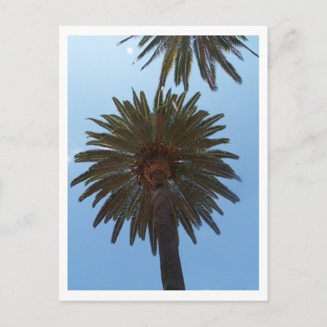 Palm Trees Postcard (Front)