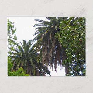 Palm Trees Postcard